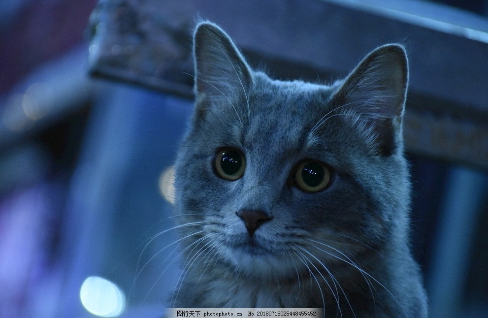 悲伤狗狗抽泣：揭开宠物情感世界的面纱