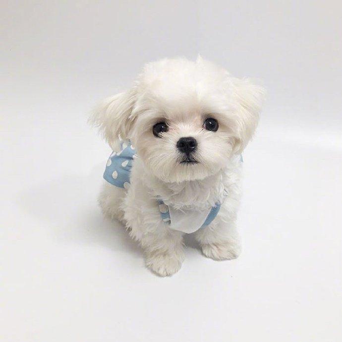 猫笼子放不开什么原因？揭秘背后的真相